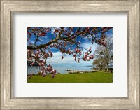 Framed Magnolia Tree In Bloom, And Lake Taupo, Braxmere, Tokaanu, Near Turangi, North Island, New Zealand