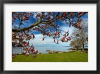 Framed Magnolia Tree In Bloom, And Lake Taupo, Braxmere, Tokaanu, Near Turangi, North Island, New Zealand