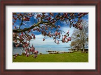 Framed Magnolia Tree In Bloom, And Lake Taupo, Braxmere, Tokaanu, Near Turangi, North Island, New Zealand