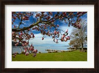 Framed Magnolia Tree In Bloom, And Lake Taupo, Braxmere, Tokaanu, Near Turangi, North Island, New Zealand