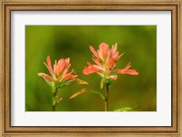 Framed Jasper National Park, Alberta, Canada Red Indian Paintbrush Wildflower