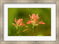 Framed Jasper National Park, Alberta, Canada Red Indian Paintbrush Wildflower