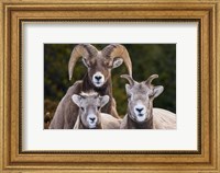 Framed Alberta, Jasper Bighorn Sheep Ram With Juveniles