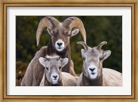Framed Alberta, Jasper Bighorn Sheep Ram With Juveniles