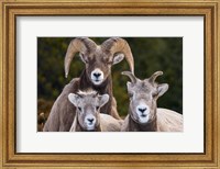 Framed Alberta, Jasper Bighorn Sheep Ram With Juveniles