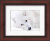 Framed Alberta, Yamnuska Wolfdog Sanctuary White Wolfdog Portrait