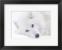 Framed Alberta, Yamnuska Wolfdog Sanctuary White Wolfdog Portrait