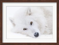 Framed Alberta, Yamnuska Wolfdog Sanctuary White Wolfdog Portrait