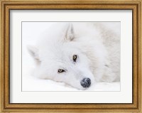 Framed Alberta, Yamnuska Wolfdog Sanctuary White Wolfdog Portrait