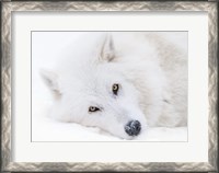 Framed Alberta, Yamnuska Wolfdog Sanctuary White Wolfdog Portrait