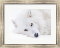 Framed Alberta, Yamnuska Wolfdog Sanctuary White Wolfdog Portrait