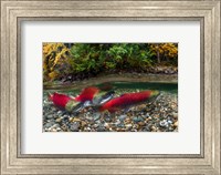 Framed British Columbia, Adams River Sockeye Salmon Split Shot