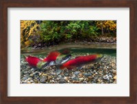 Framed British Columbia, Adams River Sockeye Salmon Split Shot