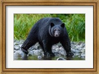 Framed British Columbia Black Bear Searches For Fish At Rivers Edge