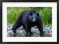 Framed British Columbia Black Bear Searches For Fish At Rivers Edge