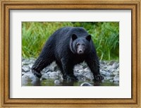 Framed British Columbia Black Bear Searches For Fish At Rivers Edge