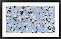 Framed British Columbia Reifel Bird Sanctuary, Snow Geese Flock In Flight
