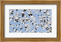 Framed British Columbia Reifel Bird Sanctuary, Snow Geese Flock In Flight