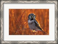 Framed British Columbia Northern Hawk Owl Perched On Blueberry Bush
