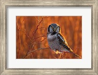 Framed British Columbia Northern Hawk Owl Perched On Blueberry Bush