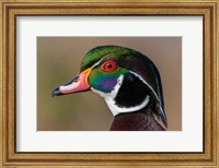 Framed Vancouver, Reifel Bird Sanctuary, Wood Duck Drake Portrait