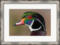 Framed Vancouver, Reifel Bird Sanctuary, Wood Duck Drake Portrait