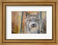 Framed Yukon, Whitehorse, Captive Canada Lynx Portrait