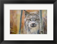 Framed Yukon, Whitehorse, Captive Canada Lynx Portrait