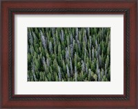 Framed Yukon, Kluane National Park Mix Of Living And Dead White Spruce Trees