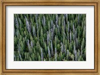 Framed Yukon, Kluane National Park Mix Of Living And Dead White Spruce Trees