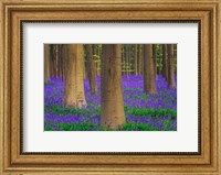 Framed Europe, Belgium Hallerbos Forest With Trees And Bluebells
