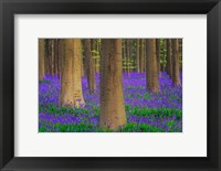 Framed Europe, Belgium Hallerbos Forest With Trees And Bluebells