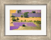 Framed France, Provence, Sault Plateau Overview Of Lavender Crop Patterns And Wheat Fields