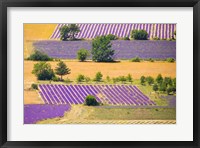 Framed France, Provence, Sault Plateau Overview Of Lavender Crop Patterns And Wheat Fields