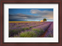Framed France, Provence, Valensole Plateau Lavender Rows And Farmhouse