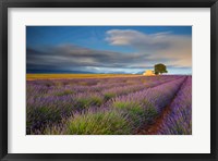 Framed France, Provence, Valensole Plateau Lavender Rows And Farmhouse