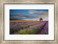 Framed France, Provence, Valensole Plateau Lavender Rows And Farmhouse
