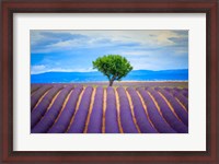 Framed Europe, France, Provence, Valensole Plateau Field Of Lavender And Tree