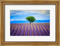 Framed Europe, France, Provence, Valensole Plateau Field Of Lavender And Tree