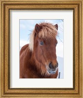 Framed Icelandic Horse In Fresh Snow