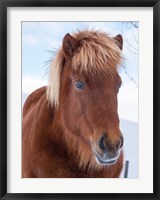 Framed Icelandic Horse In Fresh Snow