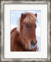 Framed Icelandic Horse In Fresh Snow