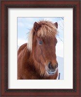 Framed Icelandic Horse In Fresh Snow