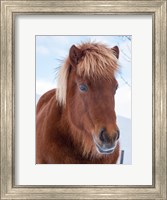 Framed Icelandic Horse In Fresh Snow