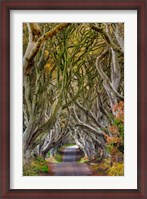 Framed Dark Hedges In County Antrim, Northern Ireland