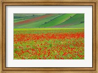 Framed Europe, Italy, Castellucio Piano Grande Field Of Flowers