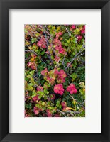 Framed Greenland, Eqip Sermia Dwarf Birch And Other Tundra Plants