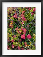 Framed Greenland, Eqip Sermia Dwarf Birch And Other Tundra Plants