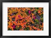 Framed Greenland, Eqip Sermia Dwarf Birch In Fall Color