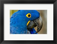 Framed Blue Hyacinth Macaw, Anodorhynchus Hyacinthinus